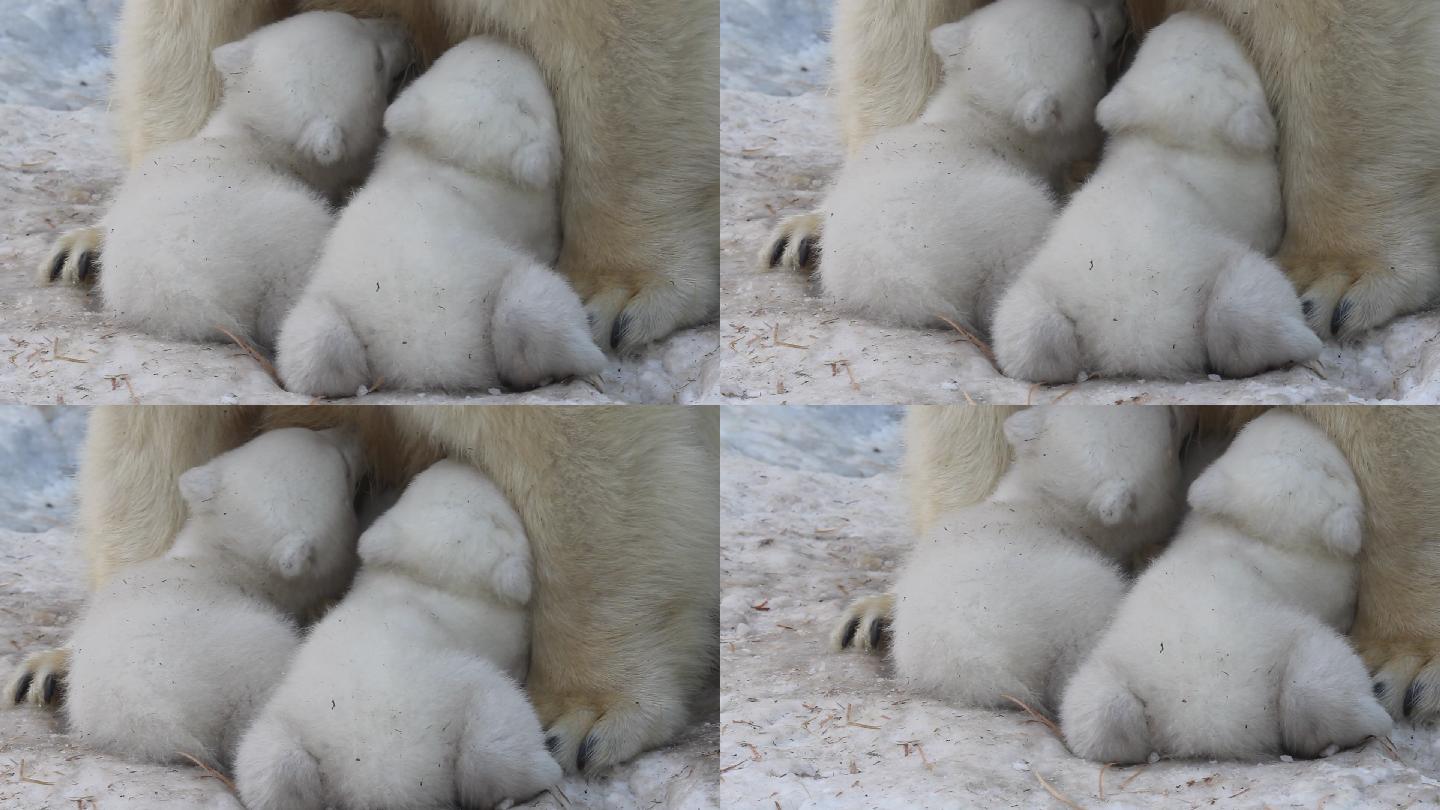 北极熊妈妈正在喂养双胞胎幼崽。