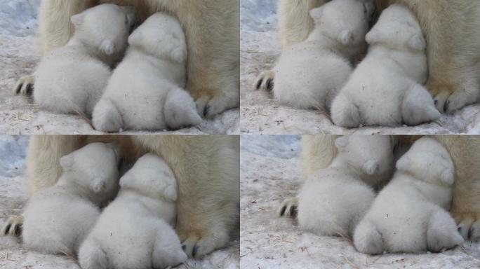 北极熊妈妈正在喂养双胞胎幼崽。