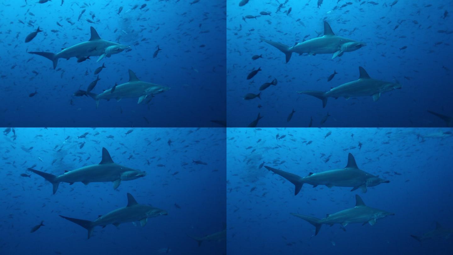 一群锤头鲨在太平洋水下同步游动。