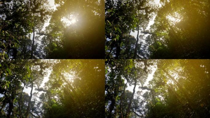 茂密林地茂盛树林逆光阳光丛林