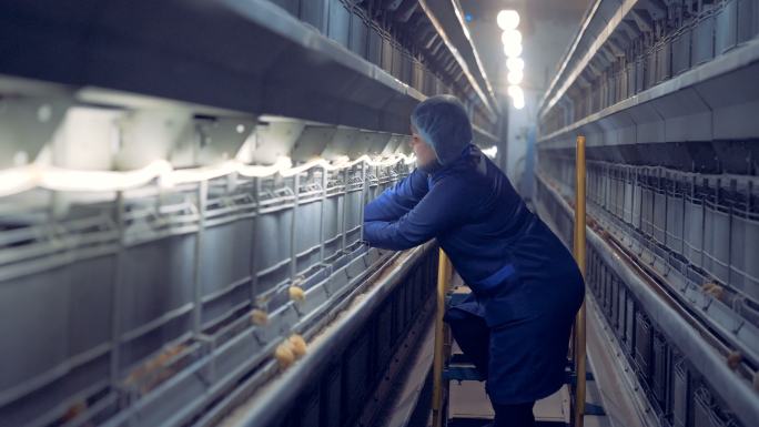 女鸡舍工人正在从鸡舍里取出几只鸡