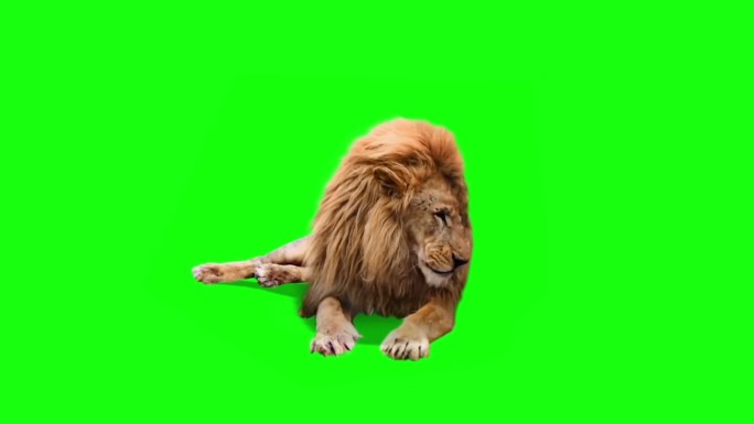 狮子在绿色屏幕上四处张望