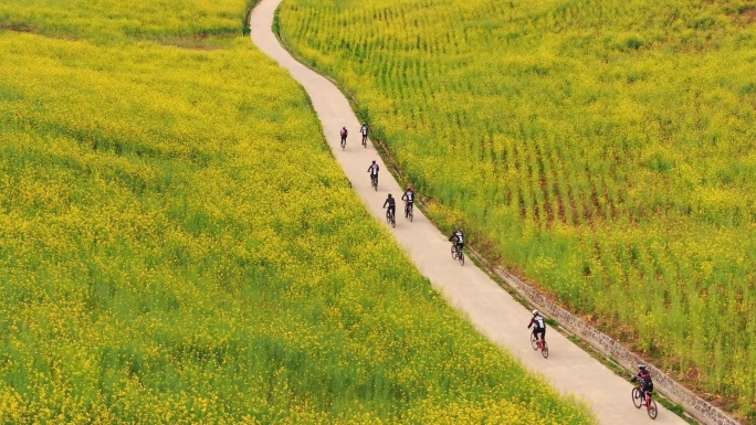 4K航拍自行车爱好者在油菜花海中骑行