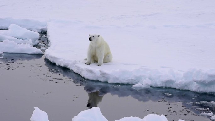 冰上的北极熊白色熊冰面北极熊动物