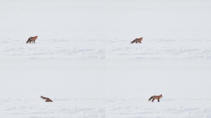 雪地的红狐冰雪世界雪白雪峰山顶雪景