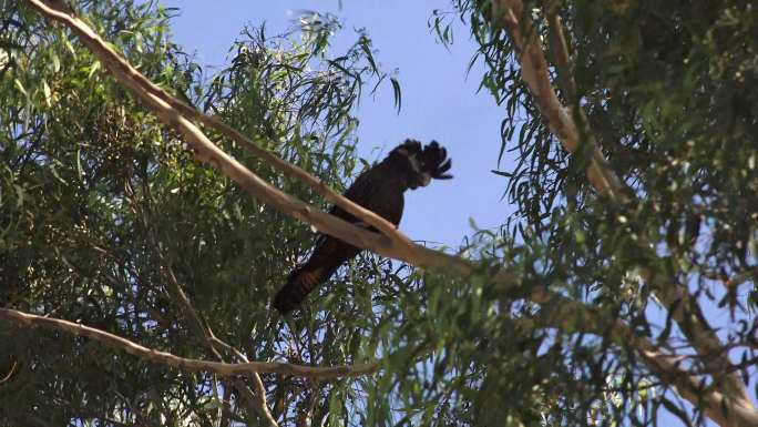 凤头鹦鹉在桉树上攀禽玄凤澳大利亚葵花巴丹