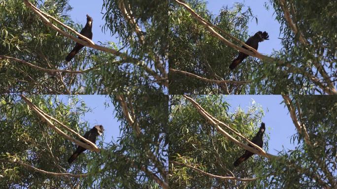 凤头鹦鹉在桉树上攀禽玄凤澳大利亚葵花巴丹