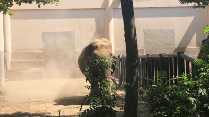 北京动物园大象