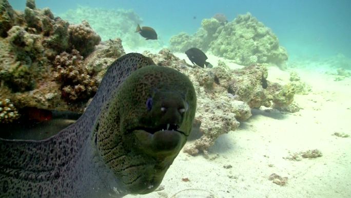 珊瑚礁上的穆雷纳海鱼鱼大海