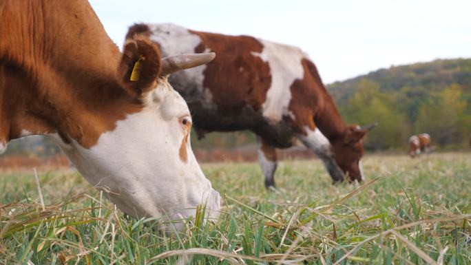 特写在草坪上吃新鲜绿草的奶牛