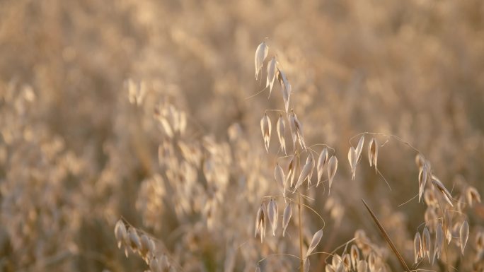 燕麦产地基地产业种植庄稼粮食三农