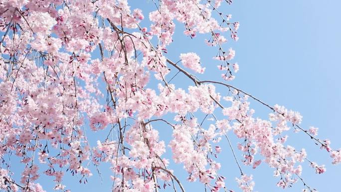 樱花景观花小清新花枝