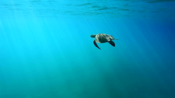 海龟海洋世界海底世界深海