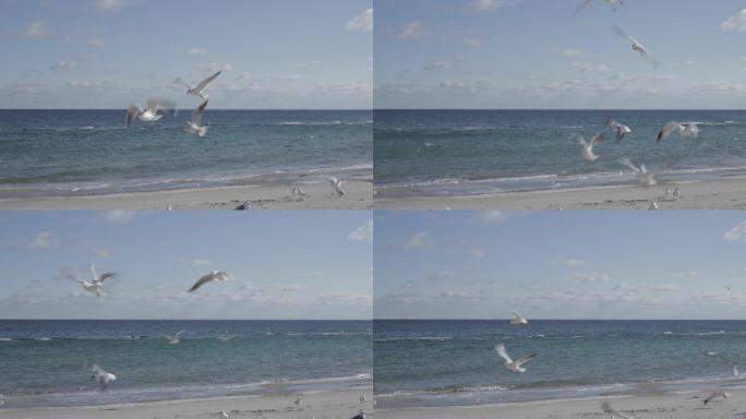 海滩上的海鸥飞鸟海边沙滩大理洱海