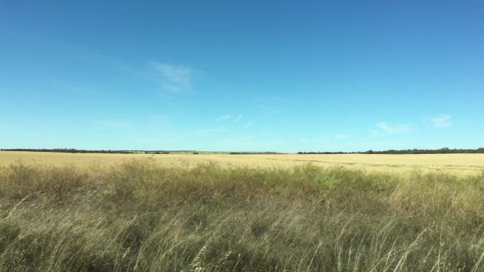 西澳大利亚小麦带景观