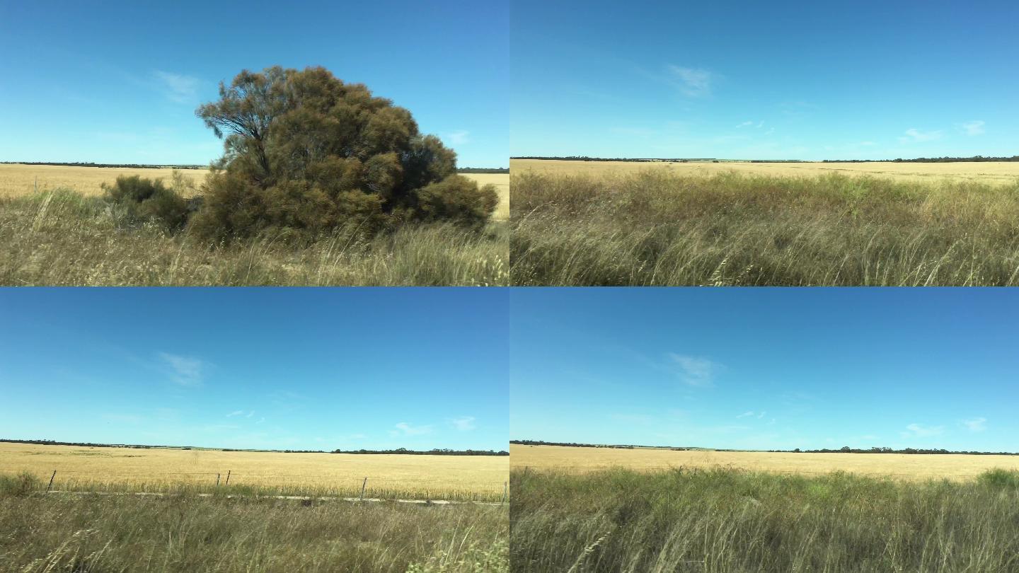 西澳大利亚小麦带景观