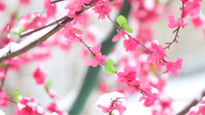 冬天雪景漂亮的花朵