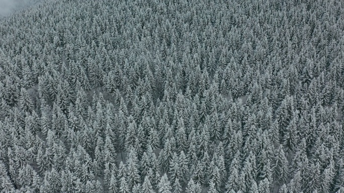 冬季冰雪覆盖的森林鸟瞰图
