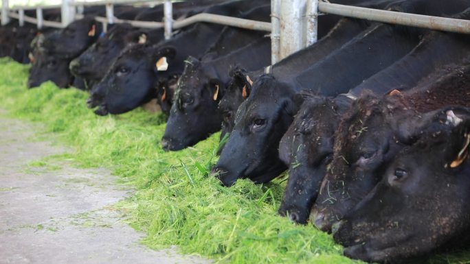 牧场牛吃草镜头