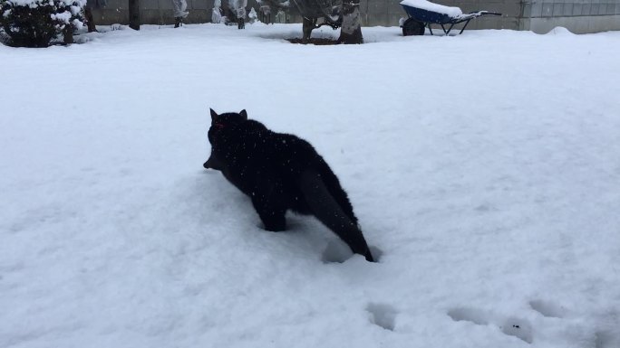 黑猫在雪中行走猫在雪地走路寒冷天气猫咪