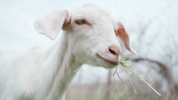 长着大耳朵的小白羊嚼着青草