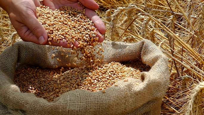 丰收后农民捧起收获的麦粒