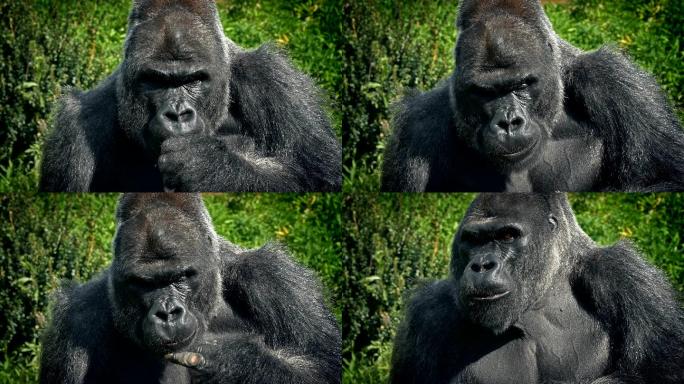 大猩猩黑猩猩猴子原始人吃东西吃咬
