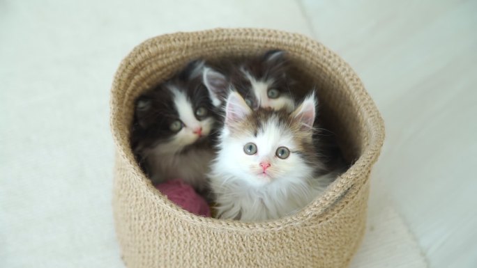 可爱的毛茸茸的小猫坐在篮子里