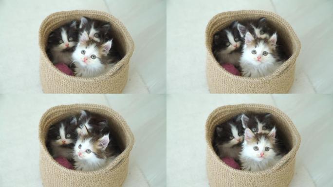 可爱的毛茸茸的小猫坐在篮子里