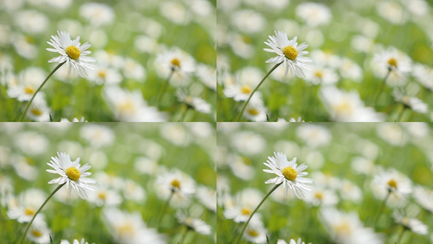 白色的普通雏菊花瓣白花花蕊花心花丛