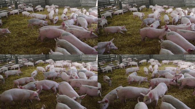 在农场里的一群猪养猪养猪场养殖业