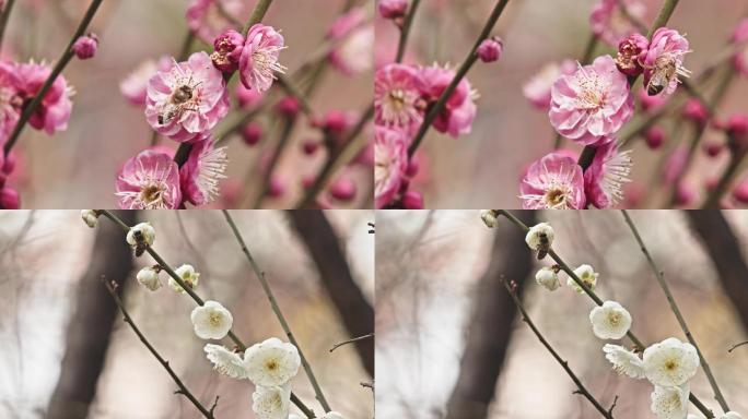 梅花蜜蜂采蜜