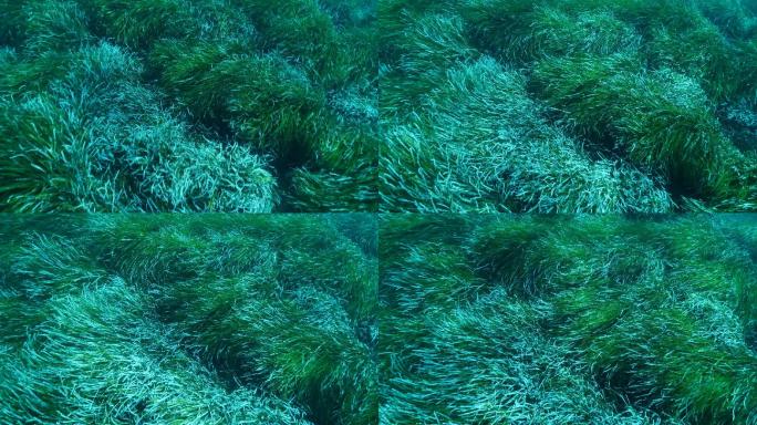 近距离拍摄茂密的绿色海草