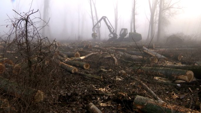 现代伐木机砍伐森林
