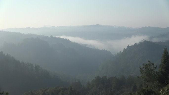 大 山   雾  树