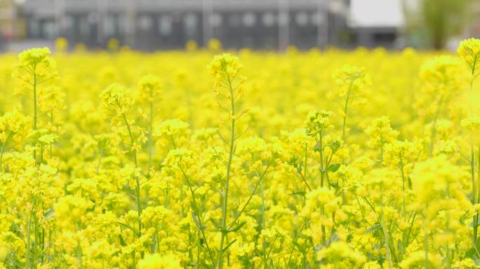 北京南中轴路大兴礼贤油菜花田