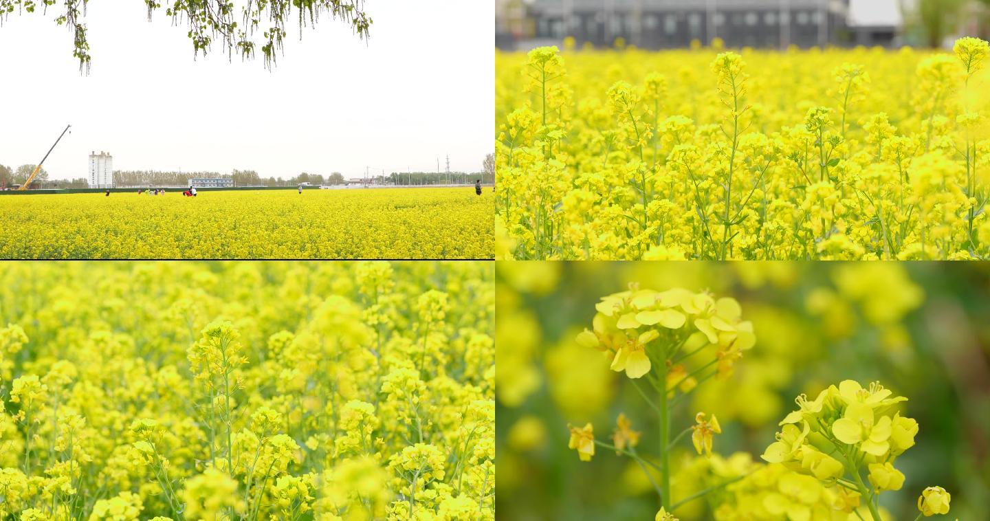 北京南中轴路大兴礼贤油菜花田