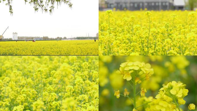 北京南中轴路大兴礼贤油菜花田