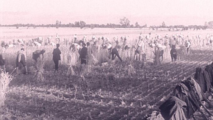 40年代解放军战士帮助老百姓收割麦子