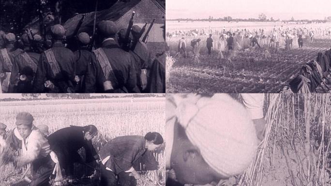 40年代解放军战士帮助老百姓收割麦子