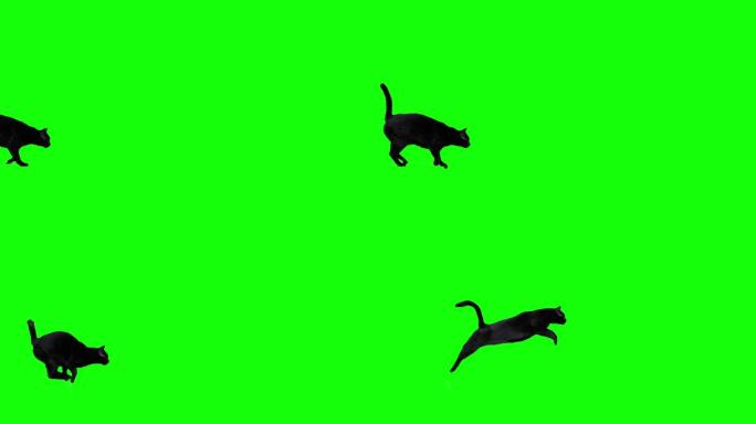 黑猫跨越绿幕素材狩猎