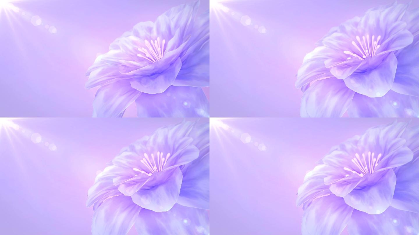 盛开的紫色花朵花朵盛开怒放动画三维花瓣