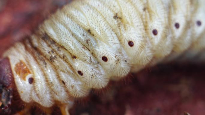 甲虫生活在土壤中土地病虫害虫子地下地底