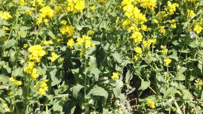 北京南中轴路附近油菜花田、蝴蝶、蜜蜂采蜜