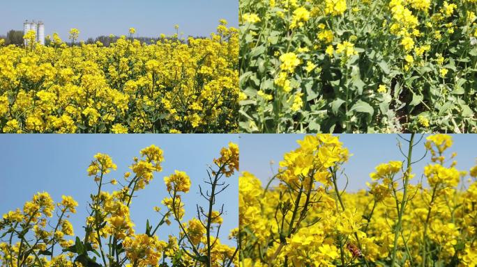 北京南中轴路附近油菜花田、蝴蝶、蜜蜂采蜜