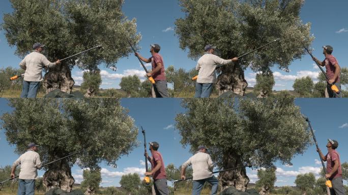 在树上摘橄榄的农民
