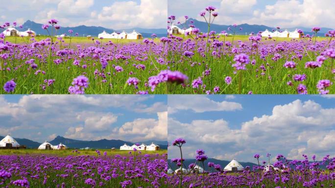 蓝天白云草原上蒙古包前开满了鲜花