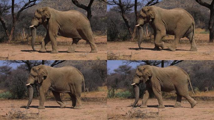 大象保护动物野生大象生态区