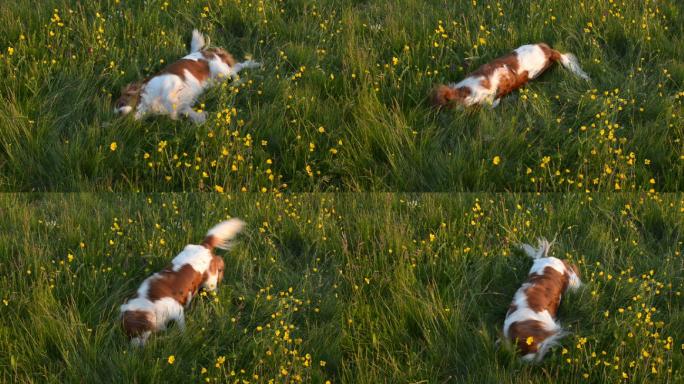 狗在草地上草坪家犬草地萌宠狗粮广告