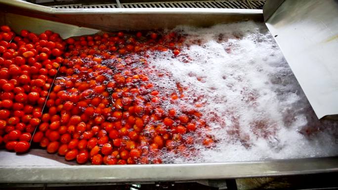 小番茄清洗生产自动线